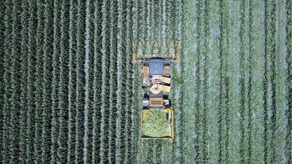 Corn harvester at large filed of Sweet Corn cobs.