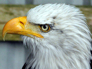 portrait of the bald eagle