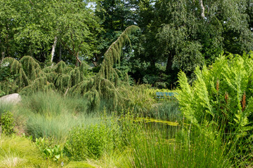 Juniperus communis ‘Horstmann’.Hängender Heidewacholder an einem Gartenteich