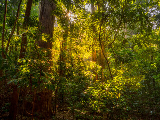 Fototapeta na wymiar Rainforest Light with Sunburst
