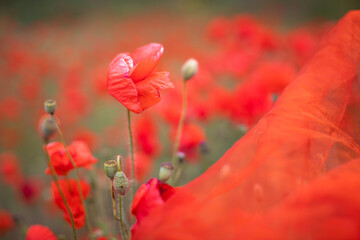 Obraz premium Beautiful blooming red poppy field blurred background. Landscape with wildflowers. Transparent organza fabric falling on wildflowers