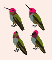 Colibri Bird Illustration 