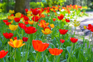 Red and orange tulips in city park