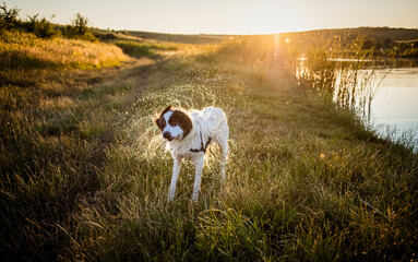 happy white shepherd dog swimming in lake in summer sunset