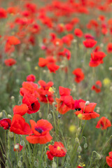 Beautiful blooming red poppy field blurred background. Landscape with wildflowers.