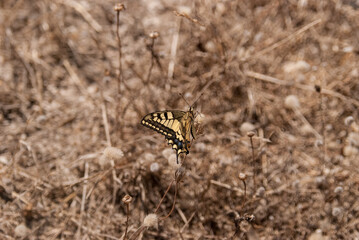 yellow-black butterfly sits on brown dry grass