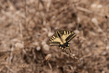 yellow-black butterfly sits on brown dry grass