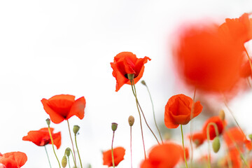 Fototapeta na wymiar Beautiful blooming red poppy field blurred background. Landscape with wildflowers on white.