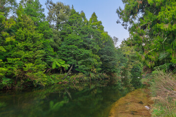 A river in New Zealand native forest. The trees are reflected in the glassy water