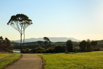 The fan-like silhouette of a eucalyptus tree standing in a grassy park  © Michael
