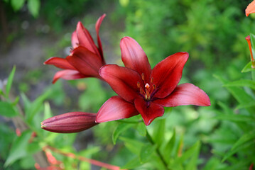 red lily in the garden