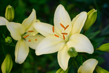 Fototapeta na wymiar Blooming lily on a green background