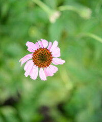 Obraz premium Echinacea, flowers in the garden