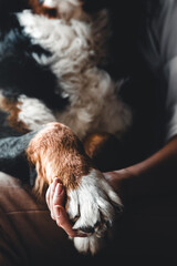 Dog paws and human hand close up. Conceptual image of friendship a dog. Bernese Mountain Dog