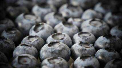 Fresh Ripe Blueberry Background. Blue Fruit Macro Shot With Dramatic Effect. Vintage Style 