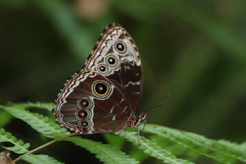 Giant Butterfly Costa Rica