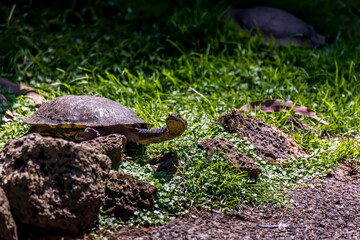 A long necked turtle at a pond in the wilderness of Australia at a sunny and hot day in summer.