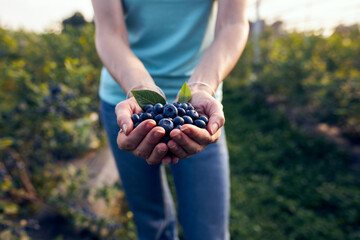 Modern woman working and picking blueberries on a organic farm - woman power business concept.