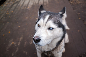 Fototapeta premium siberian husky dog at Sami Village, Murmansk, Russia