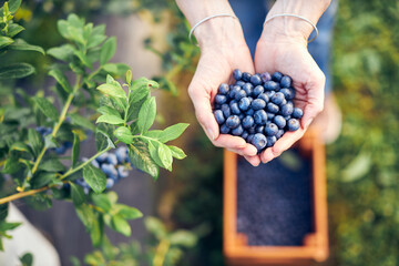 Modern woman working and picking blueberries on a organic farm - woman power business concept.