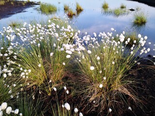 Tussock cotton-grass growing in Himmelmoor peat bog, Quickborn Germany