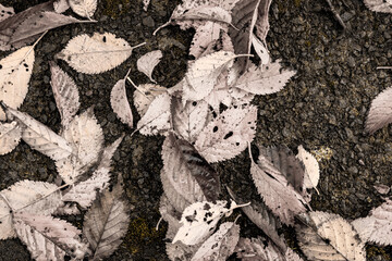 tree bark texture