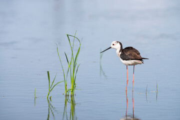 セイタカシギ(Black-winged Stilt)