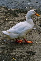 white duck on the water