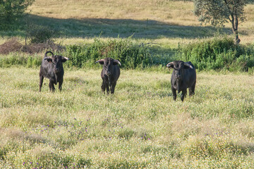 Three brave bulls looks at us defiantly in the middle of the Extremadura pasture.