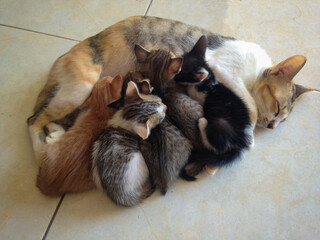 Mother Cat Sleeps While Nursing Her Kittens On The House Floor