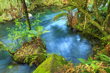 A stream swirls around mossy rocks covered with ferns in the New Zealand rainforest