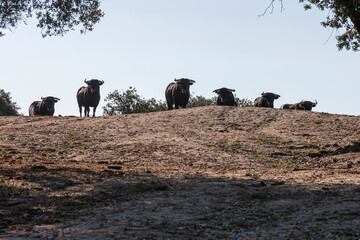 Several brave bulls looks at us defiantly in the middle of the Extremadura pasture.