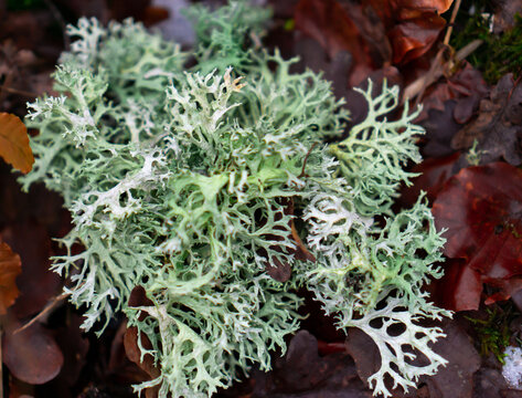 Fresh thallus species of lichen Oakmoss (Evernia prunastri) close up on a background of leaves with moss in autumn. Ina Landscape Park, Poland.