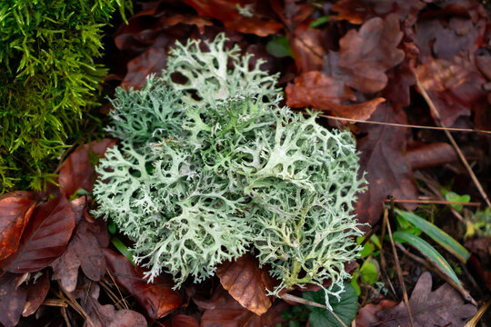 Fresh thallus species of lichen Oakmoss (Evernia prunastri) close up on a background of leaves with moss in autumn. Ina Landscape Park, Poland.