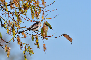 Schwanzmeise bei der Futtersuche