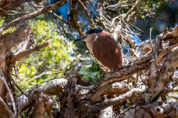 Water bird sitting in a tree in New South Wales Australia during a sunny and hot day in summer.
