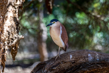 Water bird sitting in a tree in New South Wales Australia during a sunny and hot day in summer.