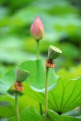 Beautiful pink lotus, close-up photos