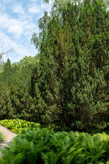 Obraz premium Taxus baccata 'Overeynderi' Kegel-Eibe