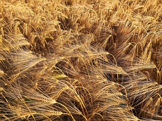 Golden wheat field full frame