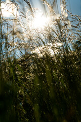 Grass against the background of the sunrise. Grass on blue sky background. Grass against the sun.