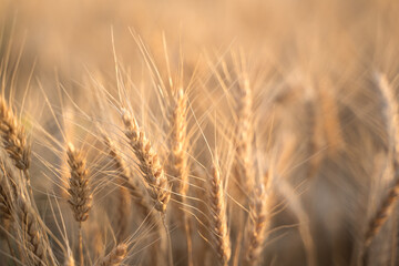 Fototapeta premium Ears of Golden wheat are closed. Rural scene in the sunlight. Summer background of ripening ears of agricultural landscape. Natural product of the wheat field.