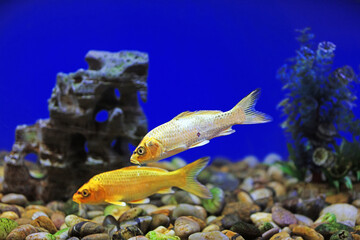 Koi swimming in aquarium