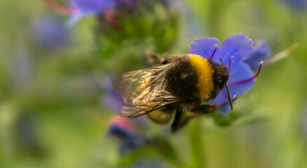 fluffy bumblebee collects nectar on flowers, selective focus image