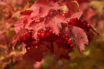 Red autumn viburnum, guelder-rose berries, fall leaves. Russian countryside nature, fall in Russia. Autumn viburnum, guelder-rose, opulus berries. Village garden. Organic product, natural autumn berry