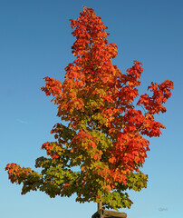 red maple tree in autumn