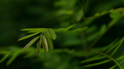 incredibly beautiful fairytale acacia foliage, selective focus image