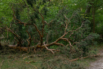 Fototapeta premium pine tree in the forest with beautiful branches