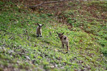 goats in the meadow