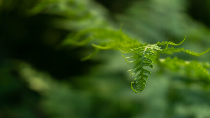 incredibly beautiful fabulous fern leaves, selective focus image